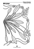 Indigenous Art Collection